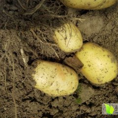 2015渝水土豆今年价格有看点