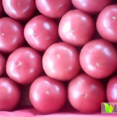 海阳西红柿营养丰富果蔬王振太诚信合作