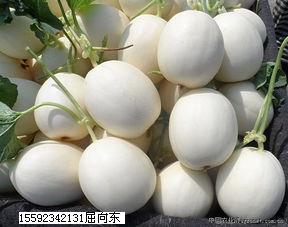2015年陕西蒲城白雪价格