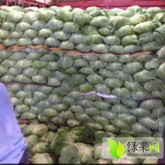 武昌白沙洲主要代销包菜 大白菜 胡萝卜