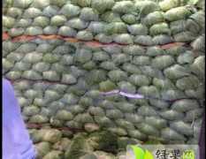 武昌白沙洲主要代销包菜 大白菜 胡萝卜