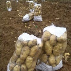 山东曲阜荷兰十五土豆品质优良