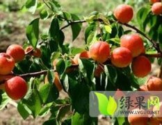 2015陕西丰园红杏价格 客商收购价格