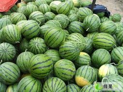 陕西大荔8424西瓜口感爽口