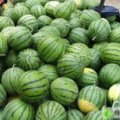 陕西大荔8424西瓜口感爽口