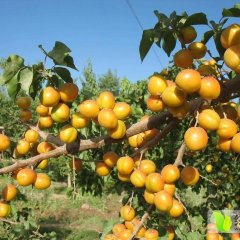陕西大荔金太阳杏杏子名扬天下