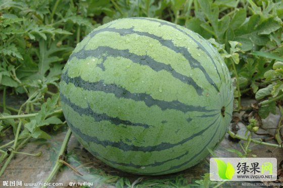 2015年河南夏邑8424西瓜价格