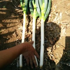 山东平度铁杆大葱何去何从