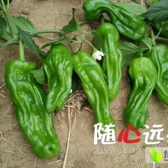 苍山辣椒香甜可口,兰陵林长青诚信合作