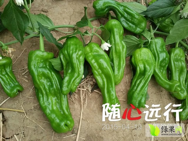 2015年山东兰山苏椒五号价格