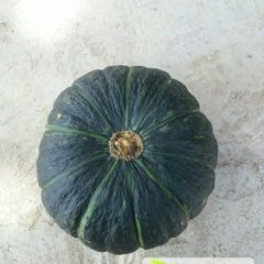 供应 清苑南瓜上货量大东闾马会占诚信合作