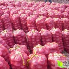 红皮洋葱开始上市