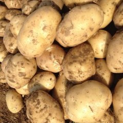 襄州朱集尚先生4月新鲜早大白土豆大量上市