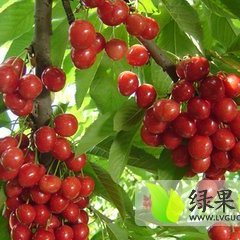 曲阜樱桃上货量大防山张小姐诚信合作