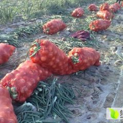 2015丰县洋葱价格波动不大