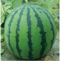 安徽砀山8424西瓜早买早赚