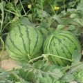 2015蒲城西瓜俏销大江南北