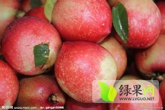 中油5号油桃种植基地