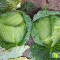 君山岳阳张威5月春玉甘蓝