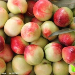 2015青岛油桃走过路过不要错过