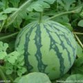 2015安丘西瓜抓住商机无限