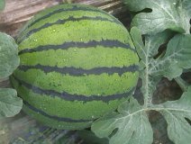 蒲城西瓜火爆招商中,龙池王科诚信合作