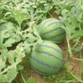 河北保定清苑西瓜供应
