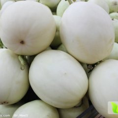 大荔甜瓜价格行情平稳
