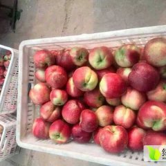 中油5号油桃价格油桃价格