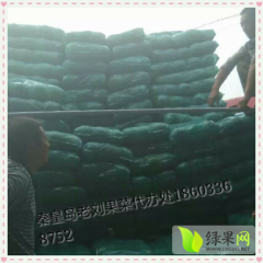 昌黎老刘刘树旺5月中甘21甘蓝