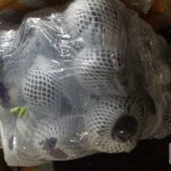 2015余杭甘蓝现在订货有惊喜