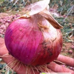 河南宁陵大量供应红皮洋葱，欢迎您的来电！！