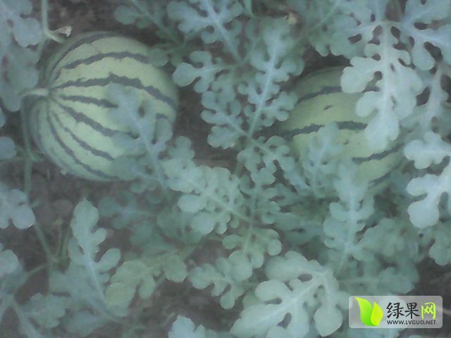 2015年山东惠民花皮无籽价格