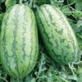 广西吴圩小富西瓜、花皮无籽西瓜上市