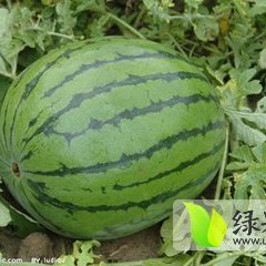 河北阜城京欣西瓜4月底成熟