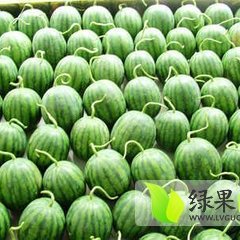 河北阜城京欣西瓜质量上乘