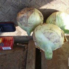 郯城洋葱欢迎合作,红花乔璐璇诚信合作