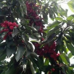 山亭水泉马洪安5月红灯樱桃