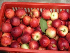 砀山油桃王凯5月中油5号油桃