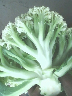 2015年江苏沛县白面青梗松花菜价格