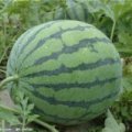 山东济阳金城5号西瓜大量上市