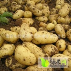 滕州土豆何去何从,柴胡彭利诚信合作