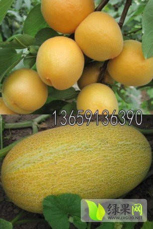 2015年陕西大荔金太阳杏价格