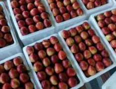 陕西大荔518油桃是名优特产