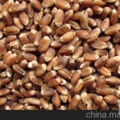 察右中旗合作社自种3000亩富硒小麦