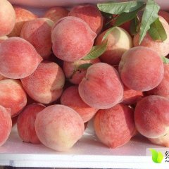 大荔范家张百强5月早美桃蜜桃