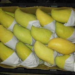 瑞丽芒果随行就市缅甸黄岳峰诚信合作