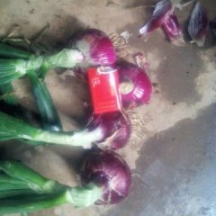 新野城郊杨征5月紫皮洋葱