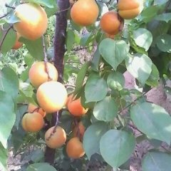 大荔杏子口感爽口范家孙小涛诚信合作