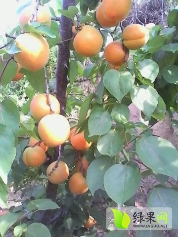 2015年陕西大荔金太阳杏价格